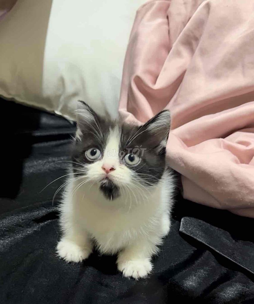 Bán bé mèo anh Chân Ngắn. Mua bán Mèo tại Quận Tân Phú Tp Hồ Chí Minh được đăng bởi Nguyễn Võ Hoàng Minh hình 5