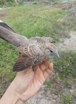 Cu vằn  tly .. Mua bán Chim tại Thành phố Thuận An Bình Dương được đăng bởi Thu Linh Nguyễn Thị