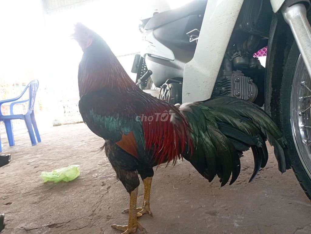 Gà chọi Thái Mỹ 2k8. Mua bán Gà tại Huyện Châu Phú An Giang được đăng bởi Trọng Phú hình 1