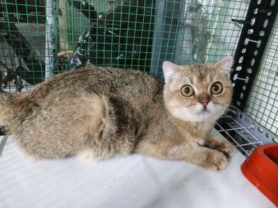 Mèo Golden cái 8 tháng màu golden