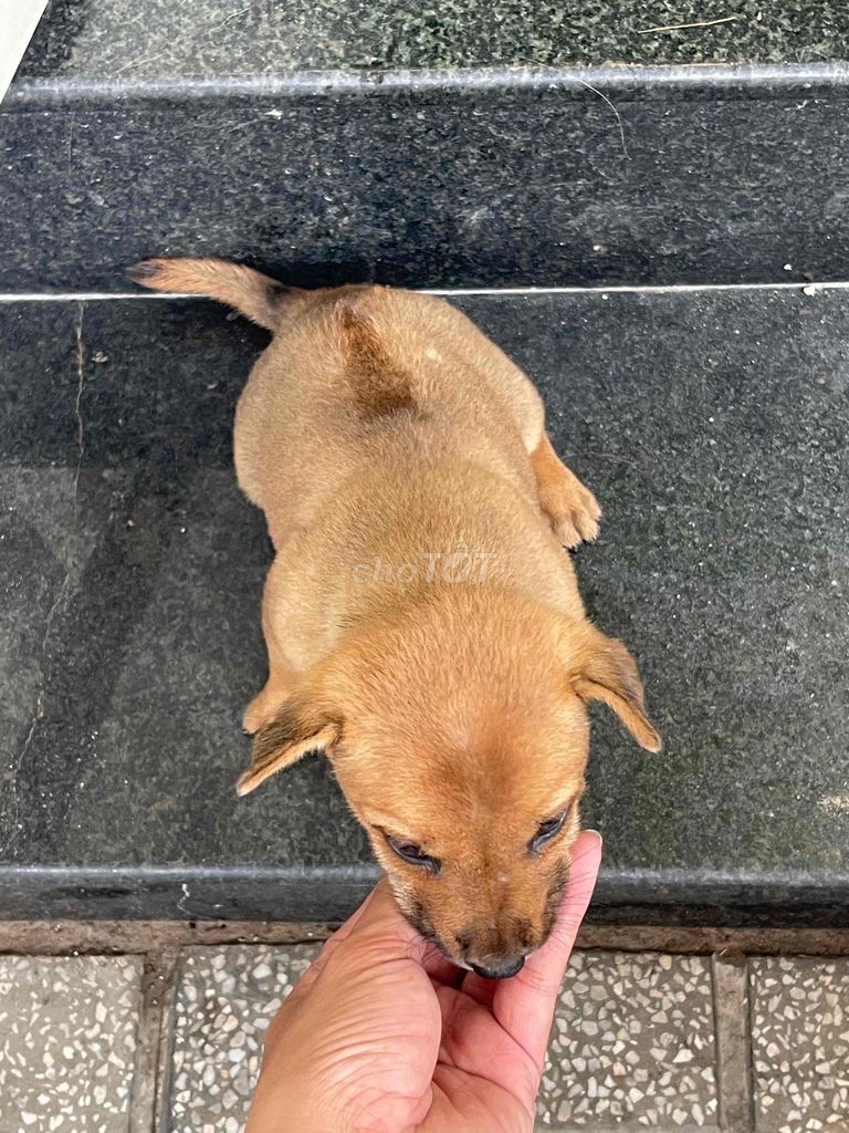 chó phú quốc lai lưỡi đen. Mua bán Chó tại Thành phố Vĩnh Long Vĩnh Long được đăng bởi Bình hình 1