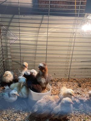 serama, ba lan 1-2 tuần. Mua bán Gà tại Quận Gò Vấp Tp Hồ Chí Minh được đăng bởi Võ thị Yến