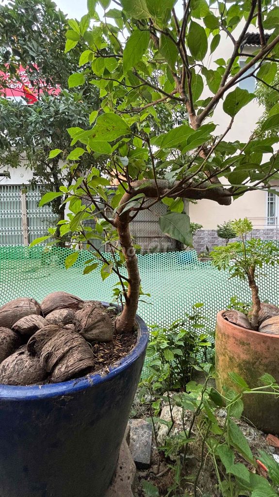 Cây sung bonsai giá bao gồm chậu. Mua bán Cây cảnh, đồ trang trí tại Thành phố Thuận An Bình Dương được đăng bởi Đặng văn thanh hình 1