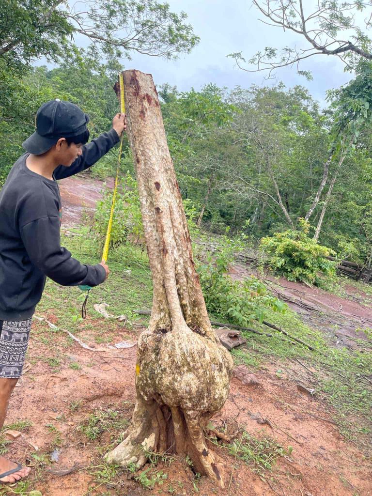 Cây cảnh Nu lớn 180cm