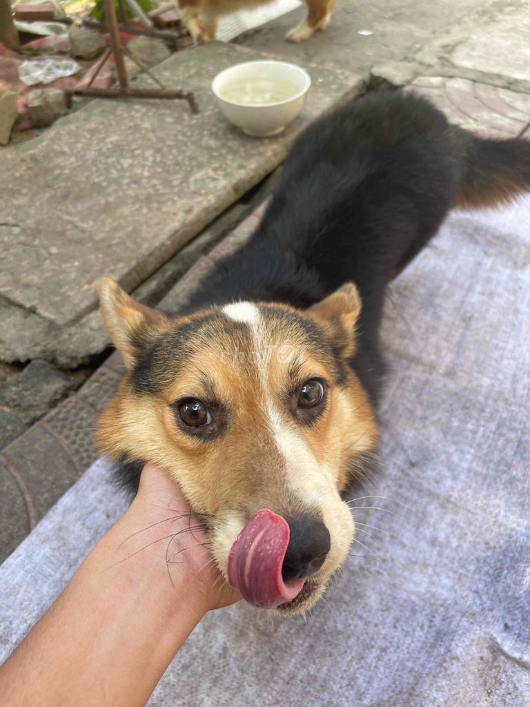 Chó Corgi Tricolor cái 5 tháng. Mua bán Chó tại Thành phố Long Xuyên An Giang được đăng bởi Trọng Nam hình 1