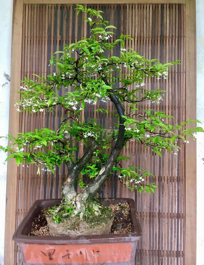Mai chiếu thủy thân già đen có hoa thơm. Mua bán Cây cảnh, đồ trang trí tại Huyện Ý Yên Nam Định được đăng bởi Đinh Cúc hình 1