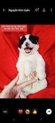 Cún con corgi gấu bắc hà becgie lai. Mua bán Chó tại Huyện Hóc Môn Tp Hồ Chí Minh được đăng bởi fb NH Táo bán điện thoại và chó mèo có ship