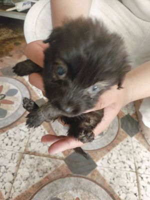 Chó lai xù đực đen 2 tháng
