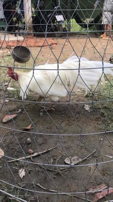 trống thái mĩ nồi 2.9kg. Mua bán Gà tại Huyện Mang Thít Vĩnh Long được đăng bởi Hưng Quoc