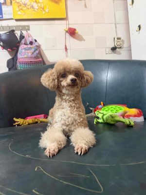 Poodle cái tơ tini