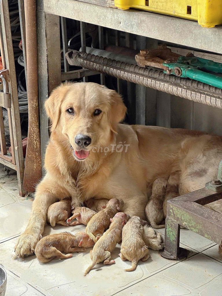 Chó Golden Thuần Chủng 1 Tháng Tuổi Thủ Đức