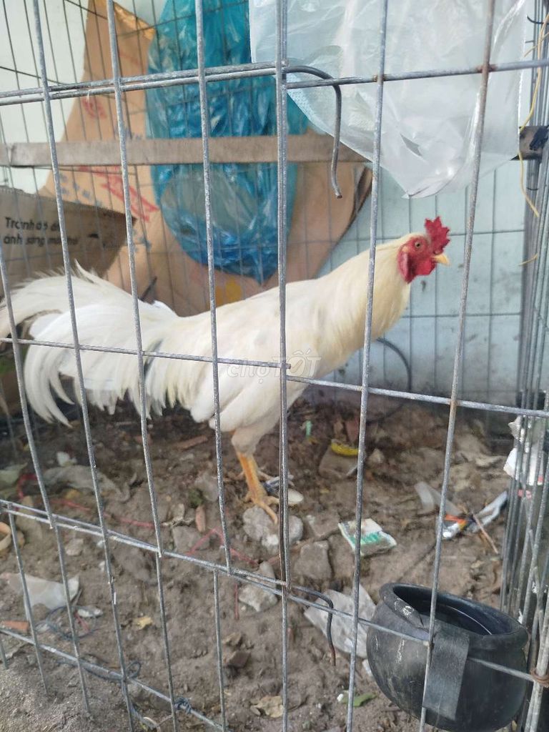 Gà chọi Trắng 2.5kg Đực. Mua bán Gà tại Huyện Đất Đỏ Bà Rịa - Vũng Tàu được đăng bởi lê đức mitaco hình 1