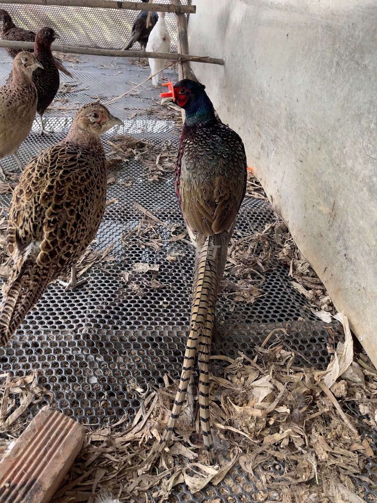 Chim trĩ nhiều màu to khỏe. Mua bán Chim tại Quận Long Biên Hà Nội được đăng bởi tổng kho gia dụng  hình 1