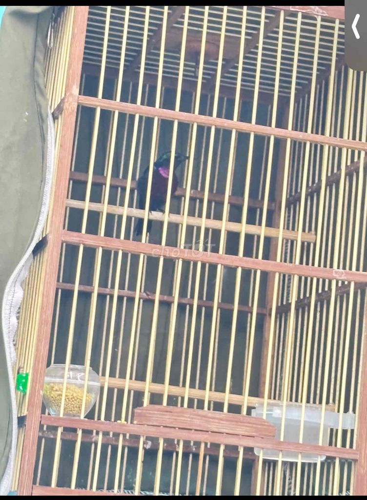 ba bộ hút mật