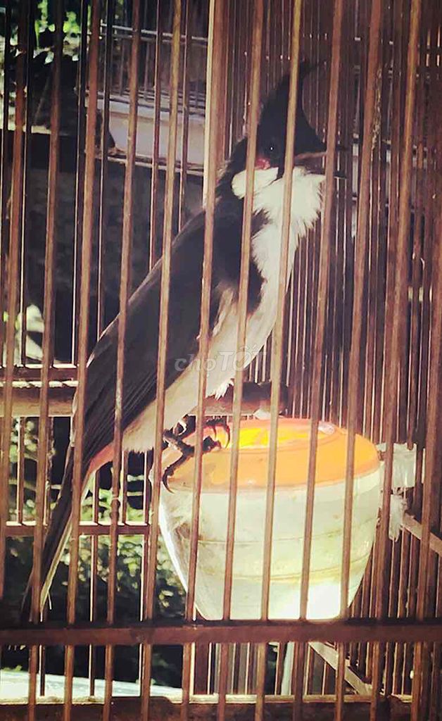 chào mào lân vip. Mua bán Chim tại Huyện Quảng Điền Thừa Thiên Huế được đăng bởi Nguyên  hình 1