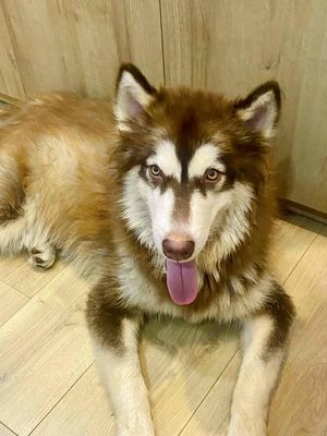 Chó Alaska cái nâu trắng
