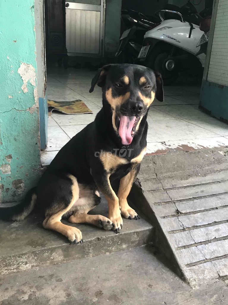 chó lai. Mua bán Chó tại Quận 8 Tp Hồ Chí Minh được đăng bởi bảo nguyễn hình 1