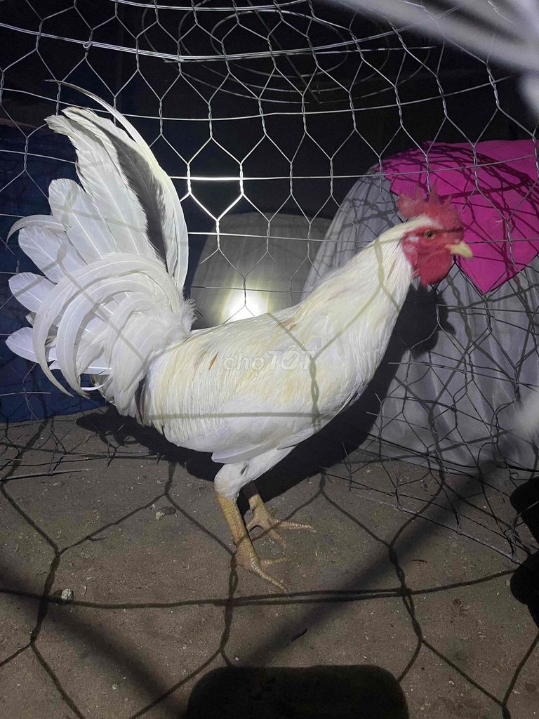 Gà Mỹ lớn ký. Mua bán Gà tại Huyện Tân Hiệp Kiên Giang được đăng bởi Quốc Thạch Gà Mỹ hình 1