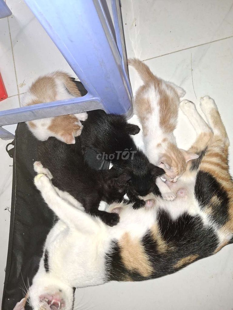 mèo nhà đẻ. Mua bán Mèo tại Quận Hải Châu Đà Nẵng được đăng bởi Đặng Hoài Tâm hình 1