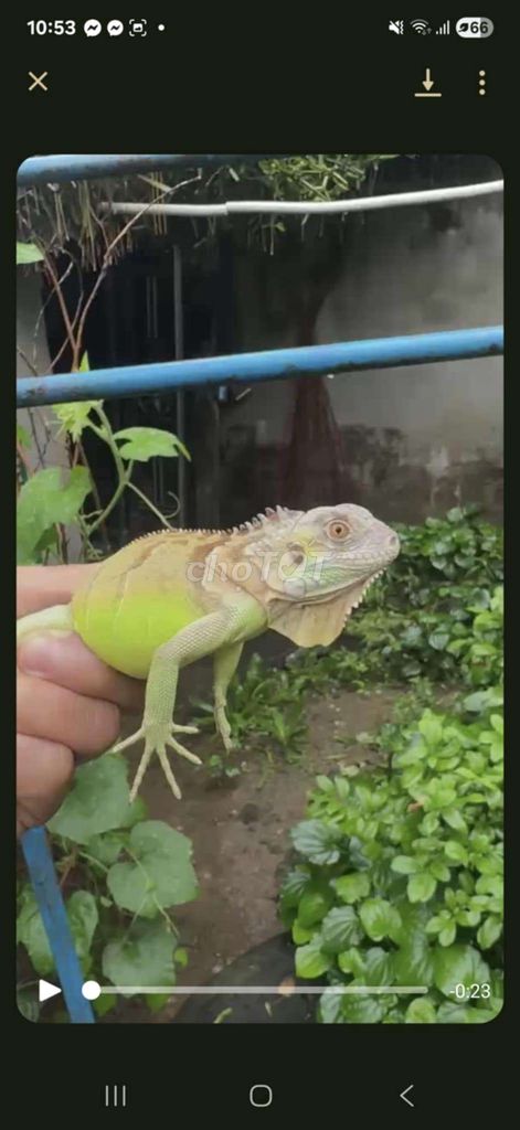 Mới mua tli 4x đực