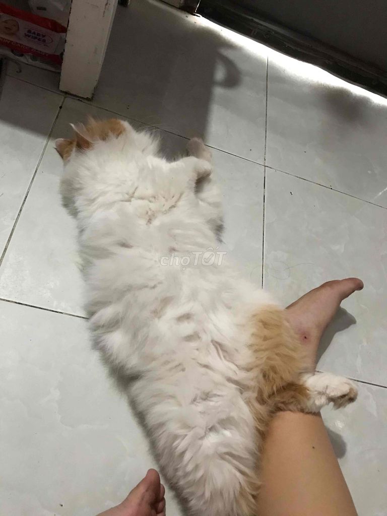 mèo anh lông dài+ màu cam trắng+ 15 tháng + 3,5kg