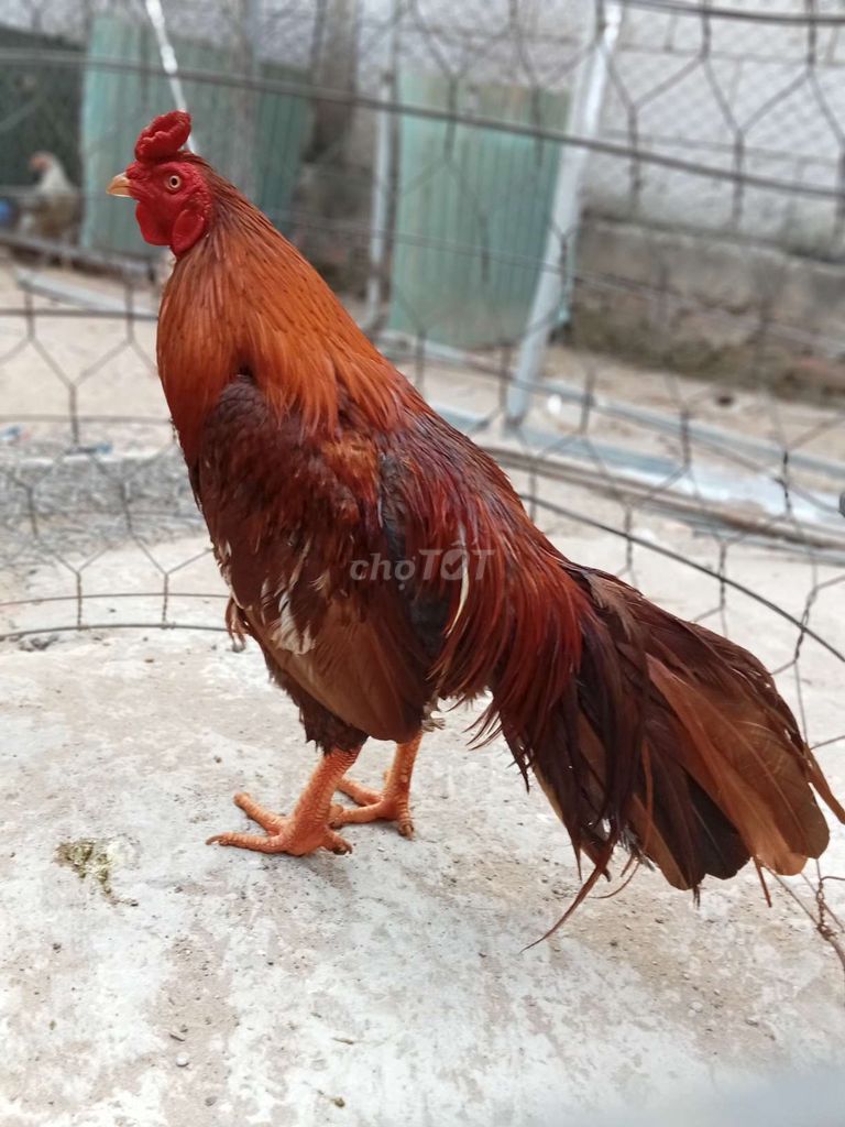 Gà chọi Nâu đỏ Đực 3.2kg. Mua bán Gà tại Huyện Thoại Sơn An Giang được đăng bởi sonkg  hình 1