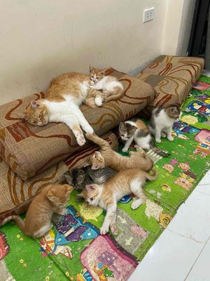 Nhà có 7 bé mèo ta lai ald 2 tháng tuổi
