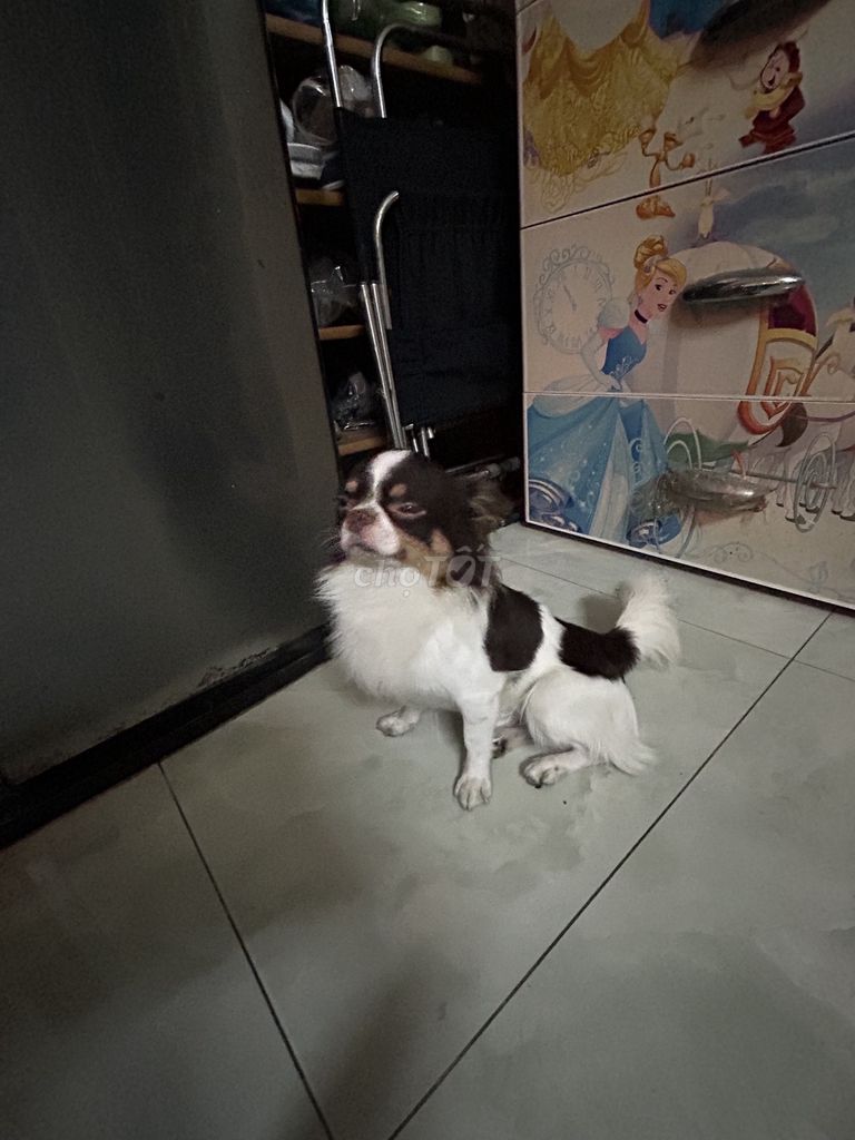 Chó Chihuahua lai Bắc Kinh đực trưởng thành. Mua bán Chó tại Quận Gò Vấp Tp Hồ Chí Minh được đăng bởi Khanh Mi hình 1