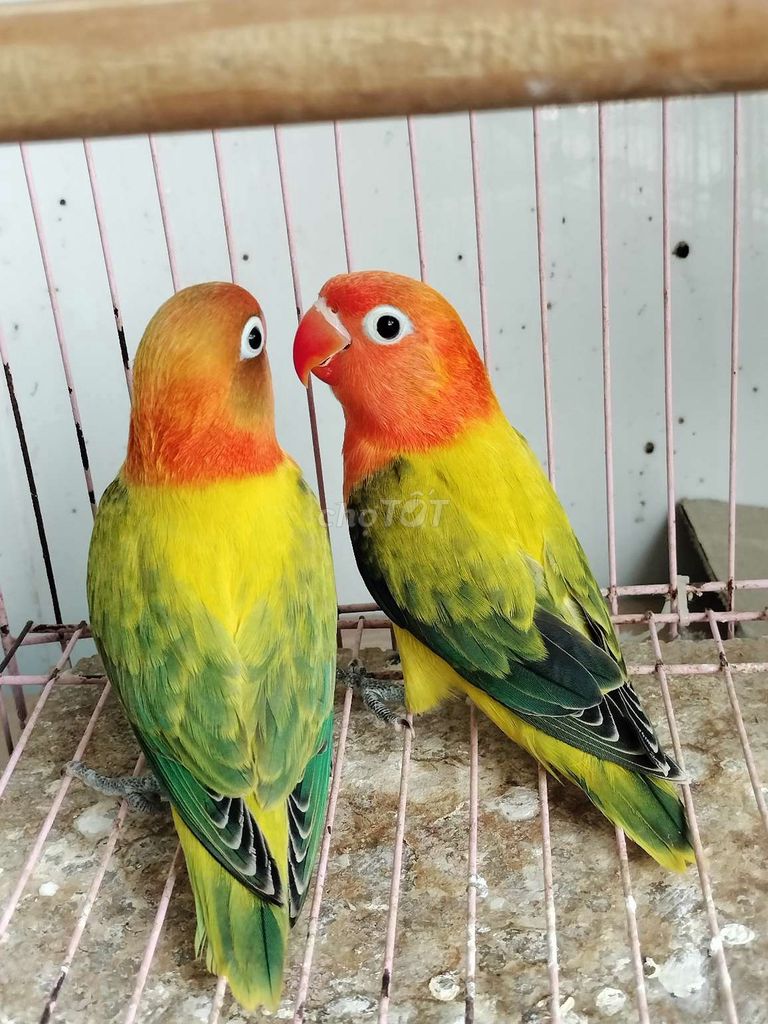 Cặp vet lovebirds euwing, vet trống ngoan hiền