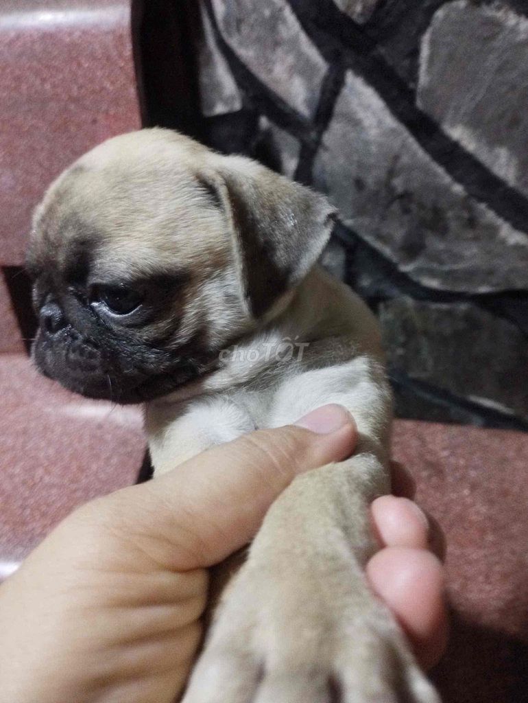 Chó Pug cái. Mua bán Chó tại Thành phố Thủ Dầu Một Bình Dương được đăng bởi Pug Cưng hình 1