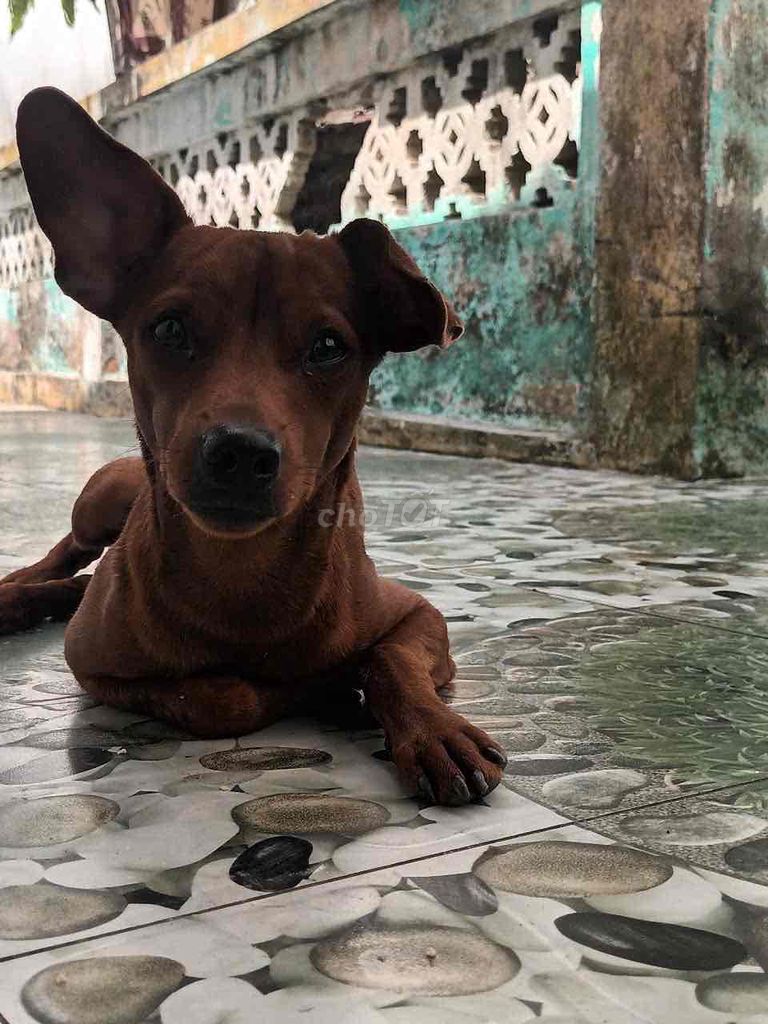 chó phóc màu lông bò 7 tháng tuổi