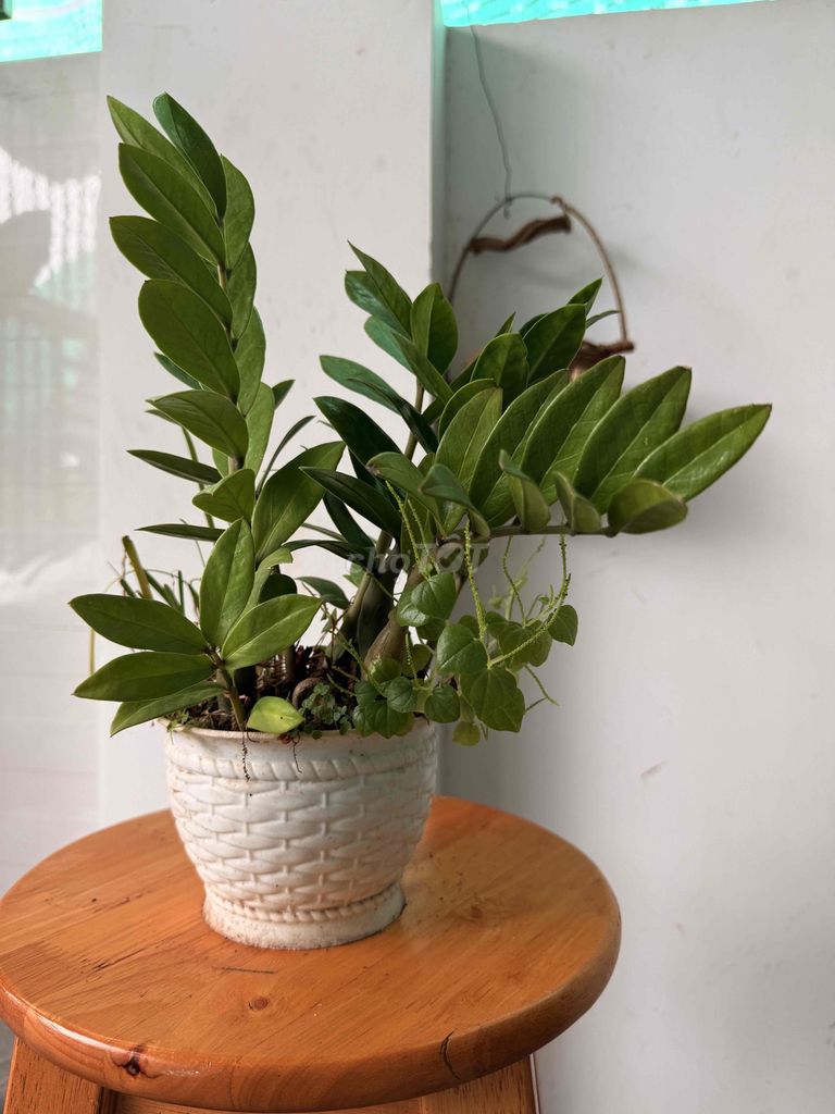 cây kim tiền đặt bàn làm việc. Mua bán Cây cảnh, đồ trang trí tại Thành phố Thủ Đức Tp Hồ Chí Minh được đăng bởi my my hình 6