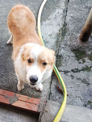 Chó Corgi đực Nâu trắng 3tr2
