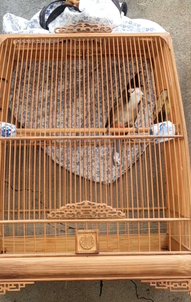 Chào Mào Đấu Trường Mùa 3 Thành Tích Khá Ổn Định. Mua bán Chim tại Thành phố Thủ Đức Tp Hồ Chí Minh được đăng bởi Chào Mào Bổi Giàn Cứng Thi Đấu hình 1