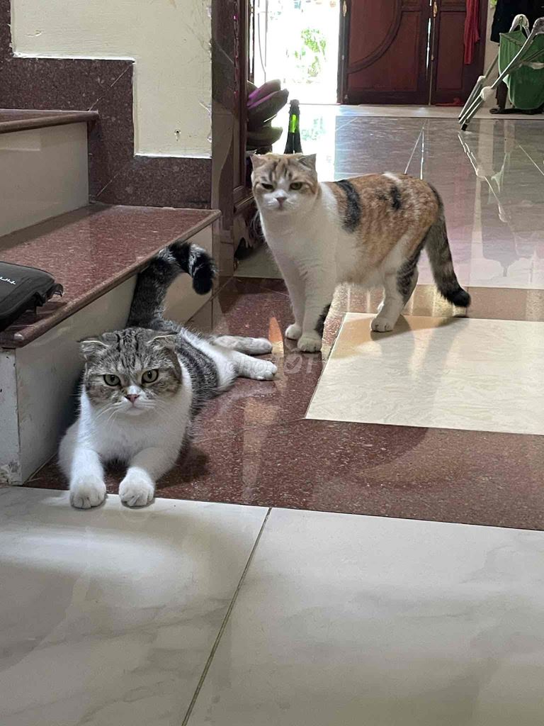 mèo Anh Lông Ngắn - cái - đã triệt sản. Mua bán Mèo tại Thành phố Vũng Tàu Bà Rịa - Vũng Tàu được đăng bởi nguyễn tuấn phong hình 1