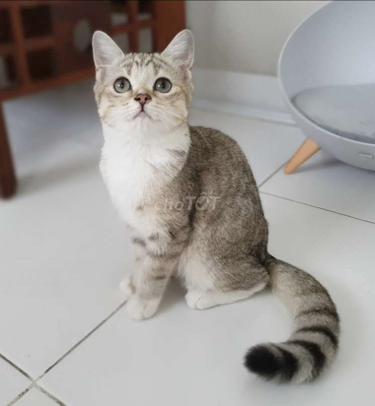 Mèo Silver Tabby cái. Mua bán Mèo tại Huyện Bình Chánh Tp Hồ Chí Minh được đăng bởi Thạnh Nguyễn hình 1