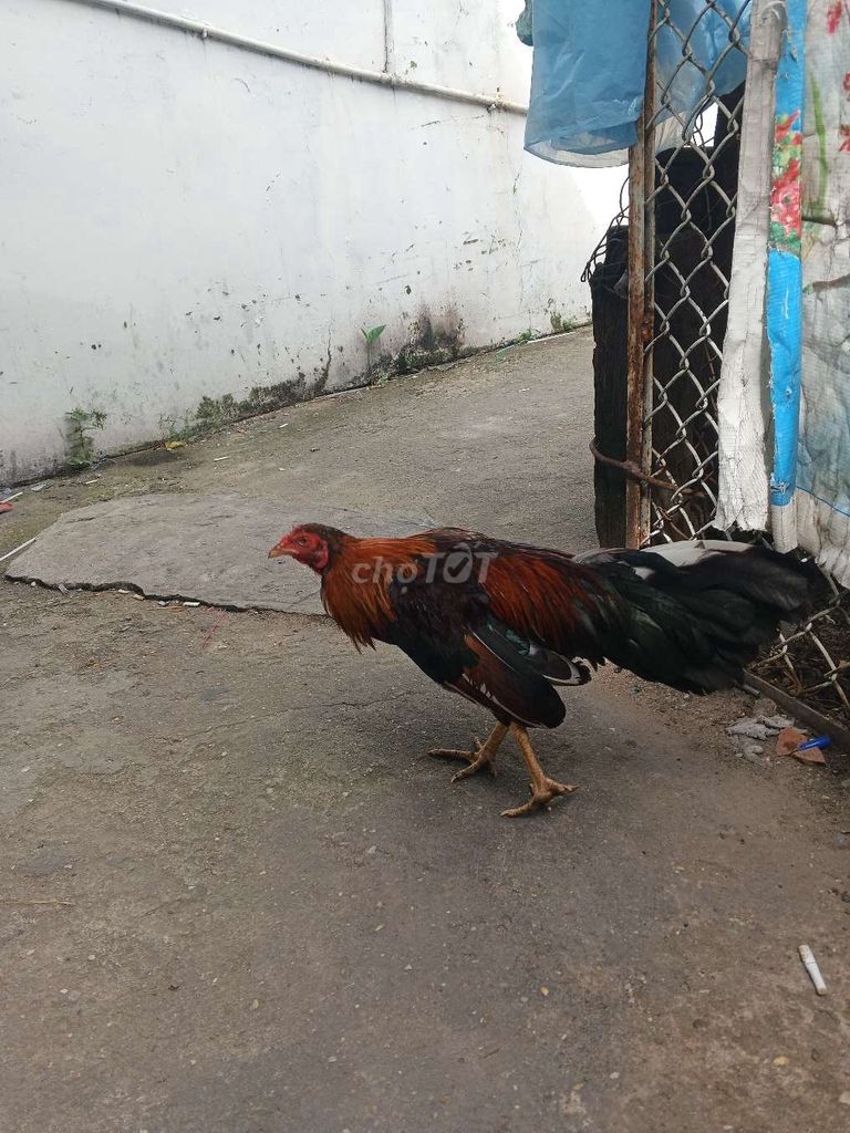 Đều 1kg2