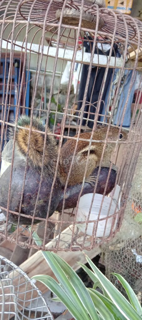 Gluu bé só.c. Mua bán Thú cưng khác tại Huyện Buôn Đôn Đắk Lắk được đăng bởi Thanh Tĩnh hình 1