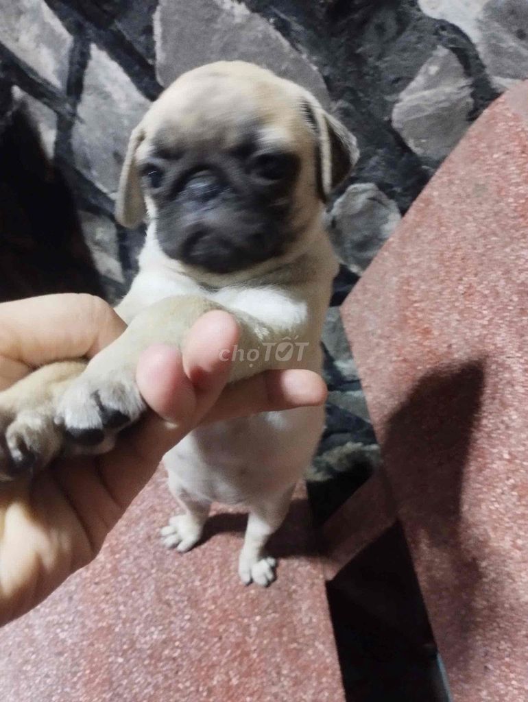 Chó Pug. Mua bán Chó tại Thành phố Thủ Dầu Một Bình Dương được đăng bởi Family Pug hình 1