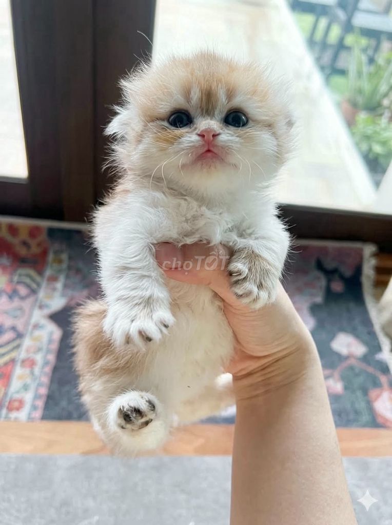 Triệu Ngọc Bình tại Huyện Cao Phong, Hòa Bình hình 4