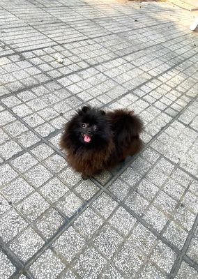 Bé Phốc Sóc cái đen pha chocolate mini. Mua bán Chó tại Quận 7 Tp Hồ Chí Minh được đăng bởi Thủy Xuyến Nhi