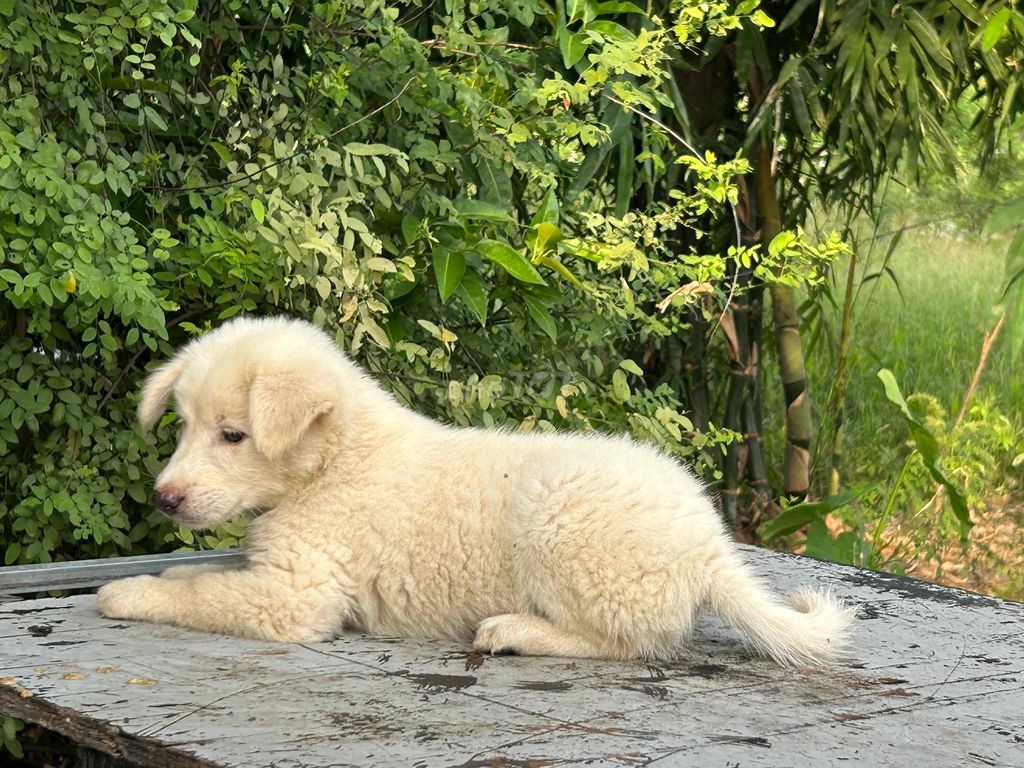 Chó Bắc Hà xù đực 2 tháng trắng 4kg. Mua bán Chó tại Huyện Mê Linh Hà Nội được đăng bởi Tuấn hình 1