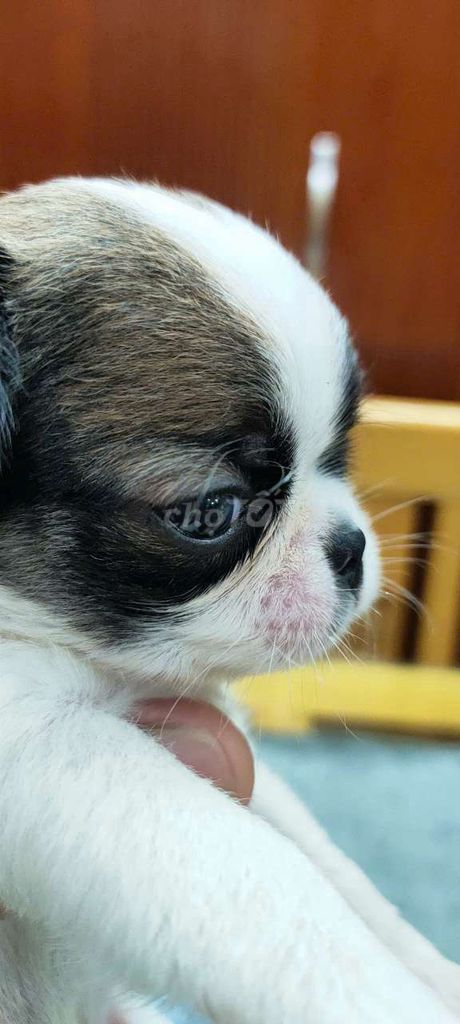 Chó Chihuahua đực tam thể mõm tịt. Mua bán Chó tại Quận Bình Thạnh Tp Hồ Chí Minh được đăng bởi BỐN hình 1