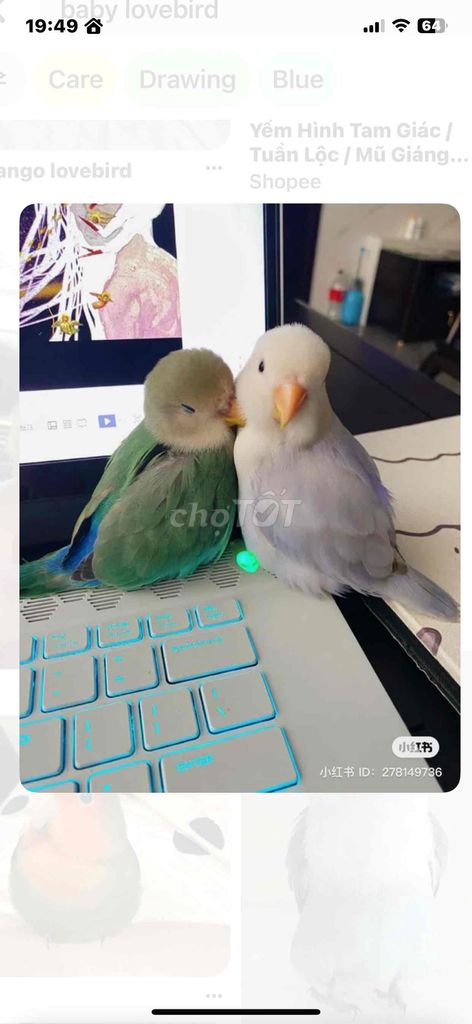 vẹt lovebird đút bột xanh biển trắng