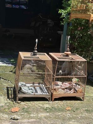 lồng thái thanh lý 2cây. Mua bán Phụ kiện, Thức ăn, Dịch vụ tại Quận 12 Tp Hồ Chí Minh được đăng bởi Hoàng Phương