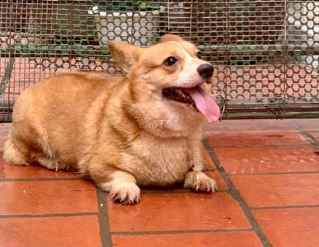 Chó Corgi cái hơn 1 tuổi. Mua bán Chó tại Quận Long Biên Hà Nội được đăng bởi khoi dang minh hình 1