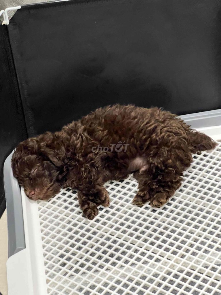 Poodle socola mắt nâu mũi hồng màu hiếm. Mua bán Chó tại Thành phố Vũng Tàu Bà Rịa - Vũng Tàu được đăng bởi Cici hình 3
