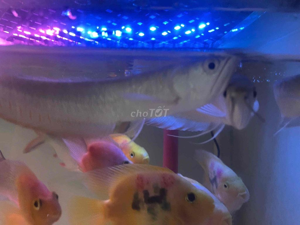 Cá cảnh Ngân Long Bạc 20-21cm. Mua bán Thú cưng khác tại Quận 12 Tp Hồ Chí Minh được đăng bởi Cá Cảnh Hiệp Thành hình 1