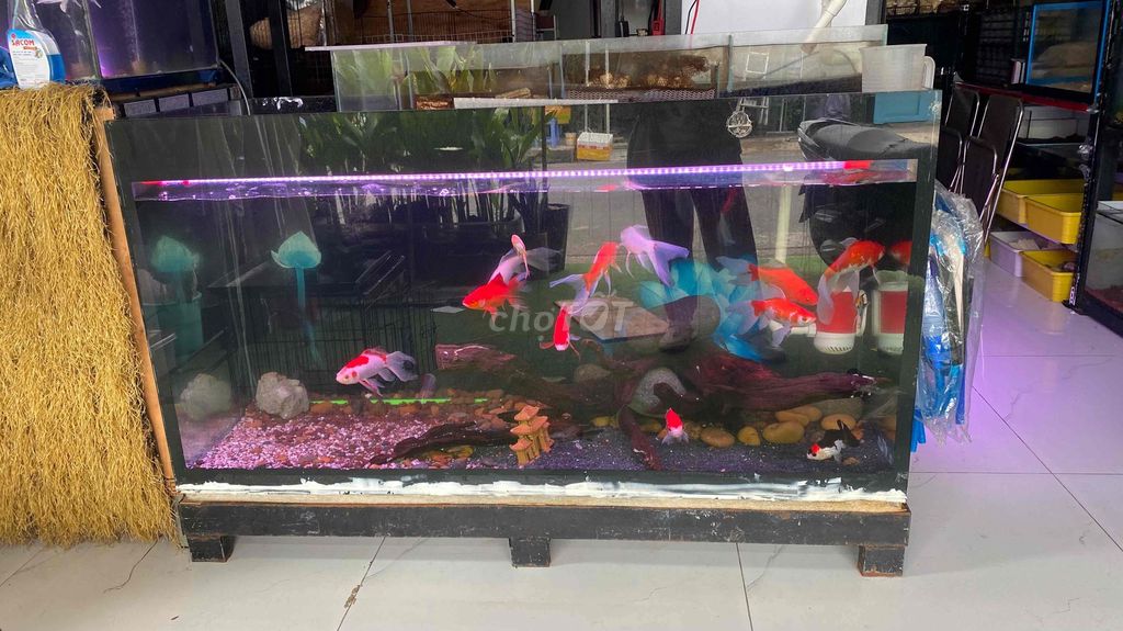 Hồ cá cảnh 150x60x80cm. Mua bán Phụ kiện, Thức ăn, Dịch vụ tại Quận 12 Tp Hồ Chí Minh được đăng bởi Koh anh hình 1