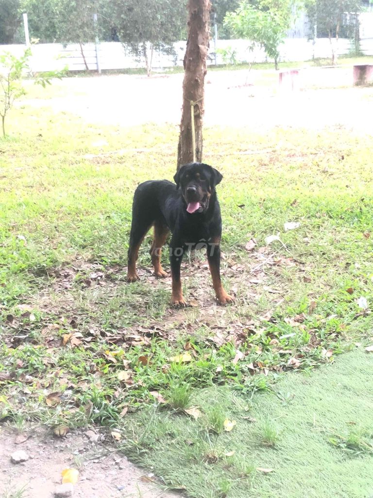 Chó Rottweiler đực 12 tháng đã tiêm. Mua bán Chó tại Huyện Bình Chánh Tp Hồ Chí Minh được đăng bởi Quốc Cường hình 2
